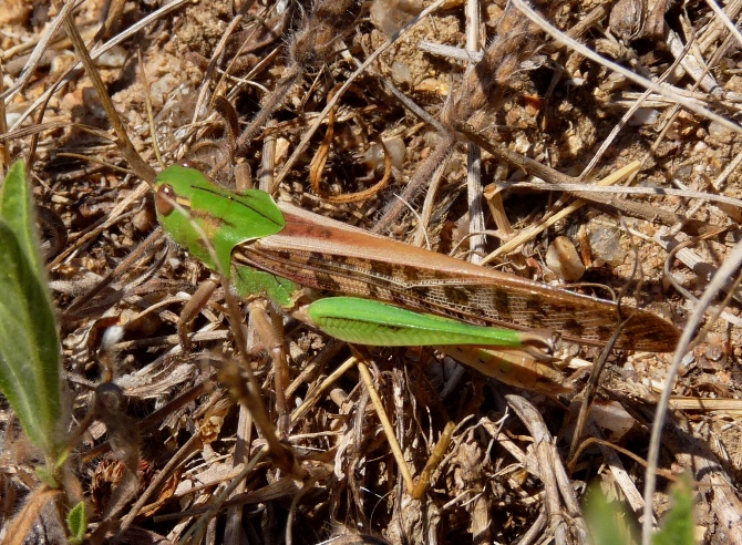 Locusta migratoria